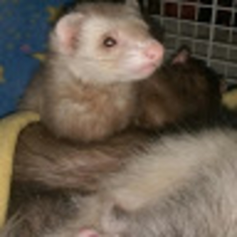 Meet your Posher, Lizzy